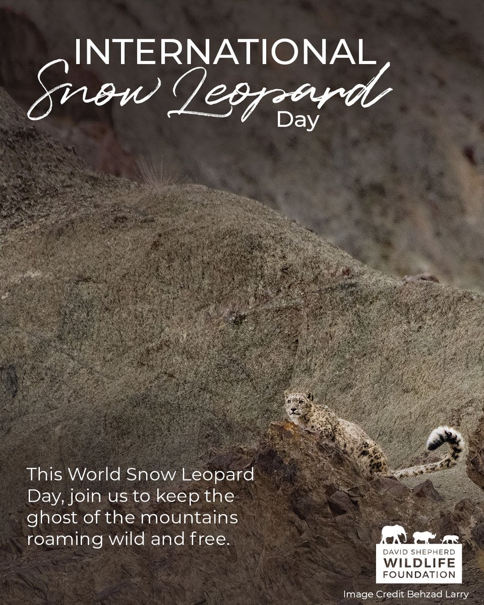 David Shepherd Wildlife Foundation tweet media