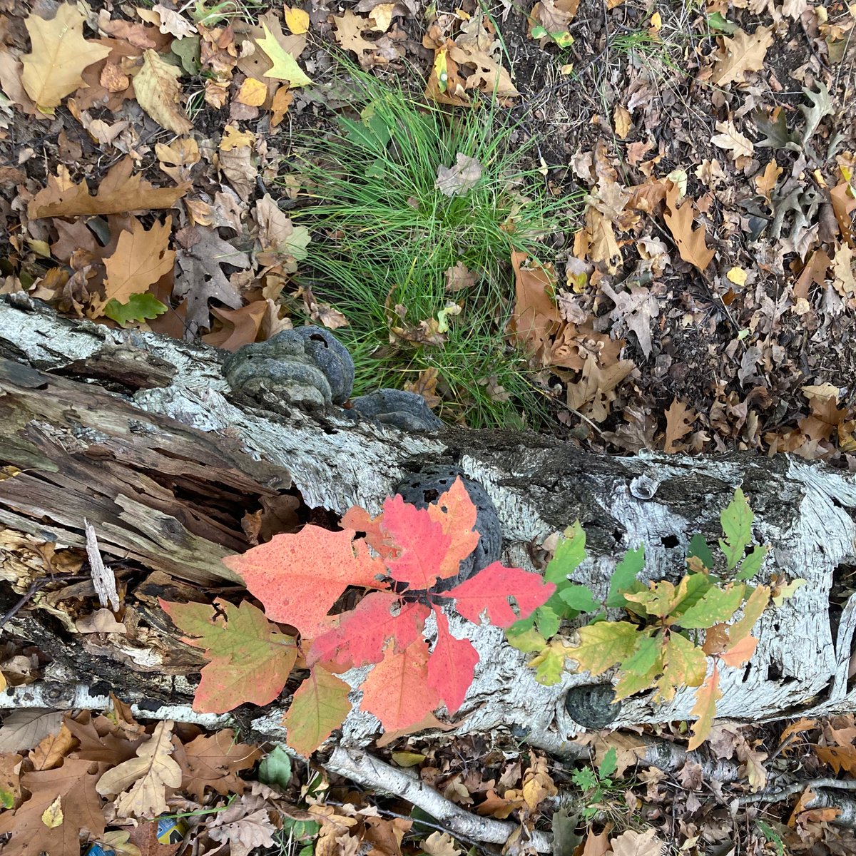 MachuraJerzy's tweet photo. #ZJAWISKO... 😲
Na butwiejących resztkach pnia brzozy wyrosły pędy innych drzew i liście 🍁 - dotykałem, wyrosły ! 🤩
Są tu jacyś botanicy by to wytłumaczyli...? 🤔
@MeteoprognozaPL #Śląsk #autumn #autumncolors #forest #Oktober #trees #treeleaves
📷(my) https://t.co/rSZqE0k9y3