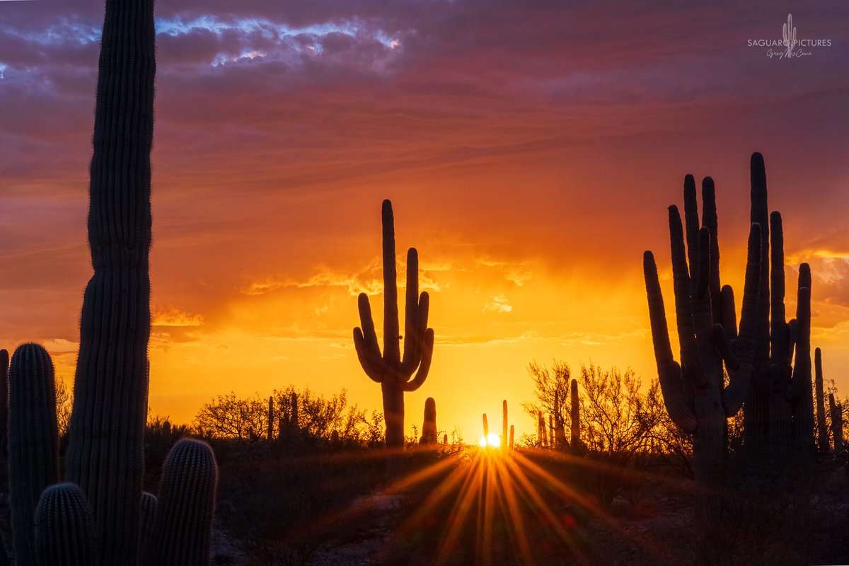 Greg McCown tweet media