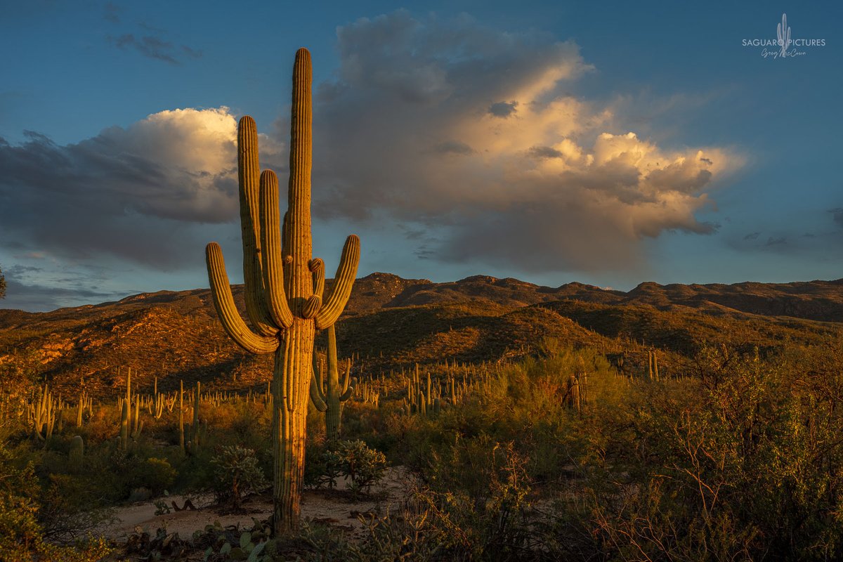 Greg McCown tweet media