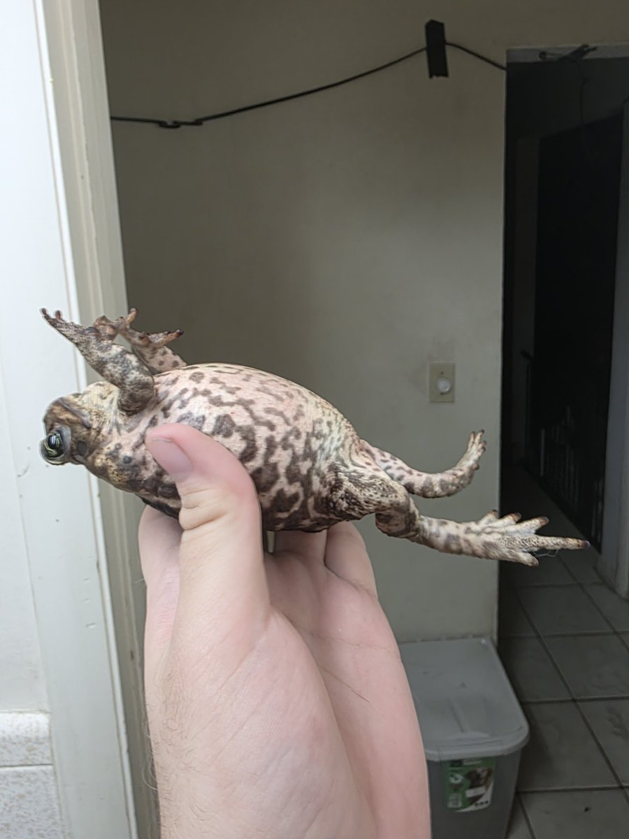 Barbonius🆖 tweet media