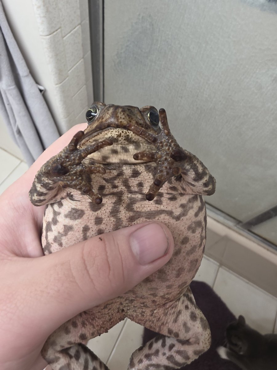 Barbonius🆖 tweet media