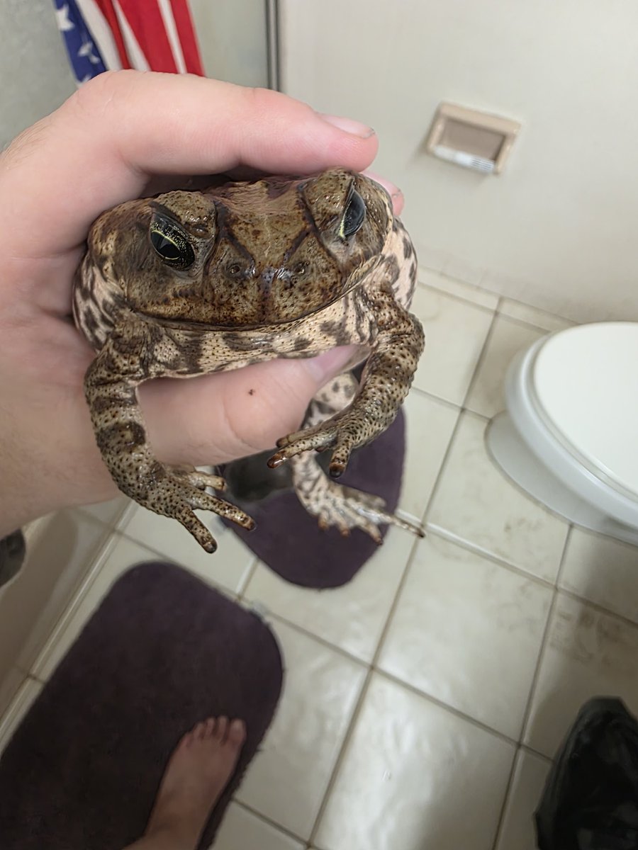 Barbonius🆖 tweet media