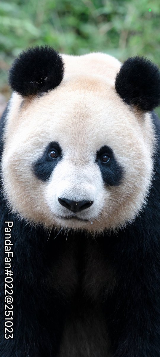 メイシャオ (@MeiXiao725) / Posts / X