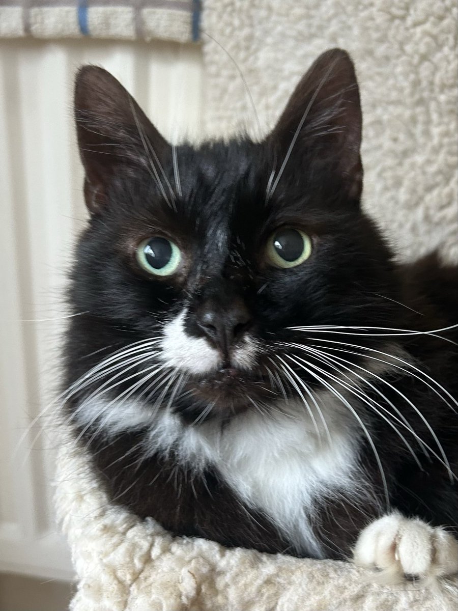 davidsupercat's tweet photo. Good morning everyone! 😸. We’re all in today as Storm Benjamin passes. Benji wonders why it’s named after him! https://t.co/VcpBYcrkQj