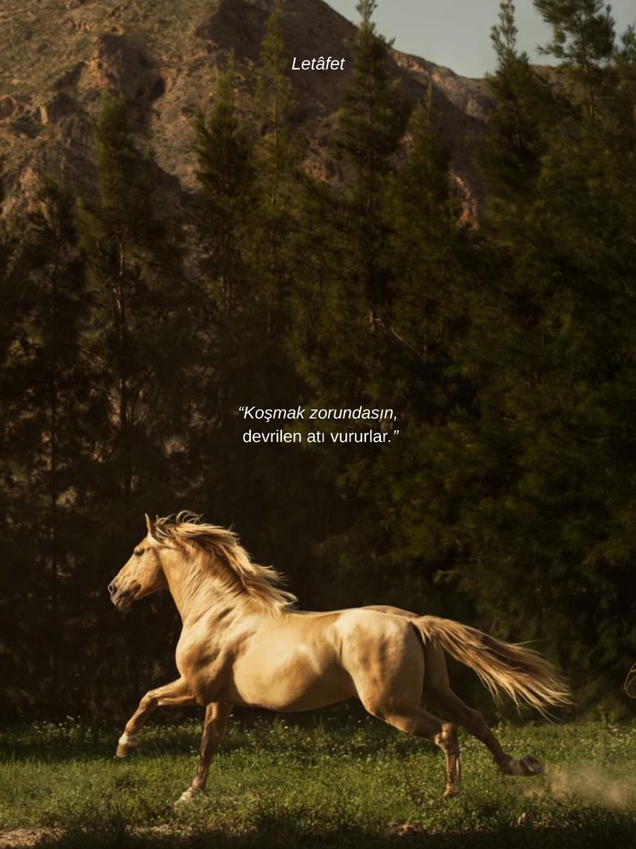 Letâfet (@letafetx) on Twitter photo 