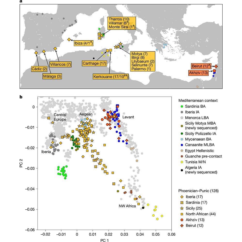New research from Harvard University challenges long-held assumptions about the origins of the ancient Carthaginians. According to a study led by renowned geneticist David Reich, the people of Carthage—one of the most powerful cities of the ancient Mediterranean—were genetically