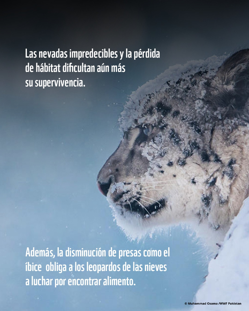 🌨️ Las nevadas impredecibles, la pérdida de presas y la fragmentación del terreno hacen que cada vez sea más difícil para estos grandes felinos adaptarse

El equilibrio de los ecosistemas alpinos depende en parte de ellos.
