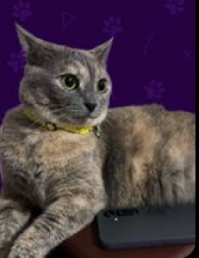 TheWeb3Slick's tweet image. @JstElizabethCat 

Here&apos;s my meme contest entry, you&apos;ll love it 😄.