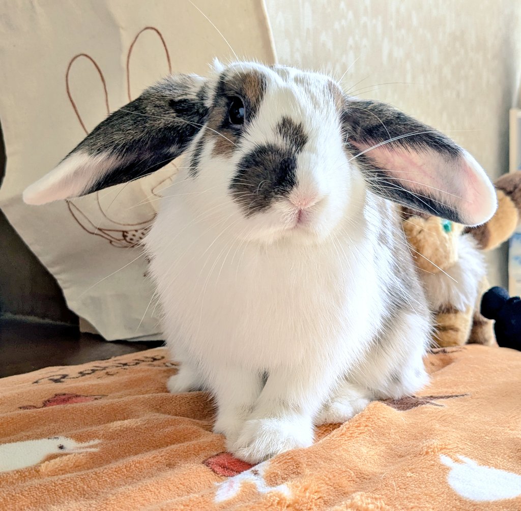 うさぎ_(・×・_∪⌒)ο うさぎのもね🐇🕓️ on X: 