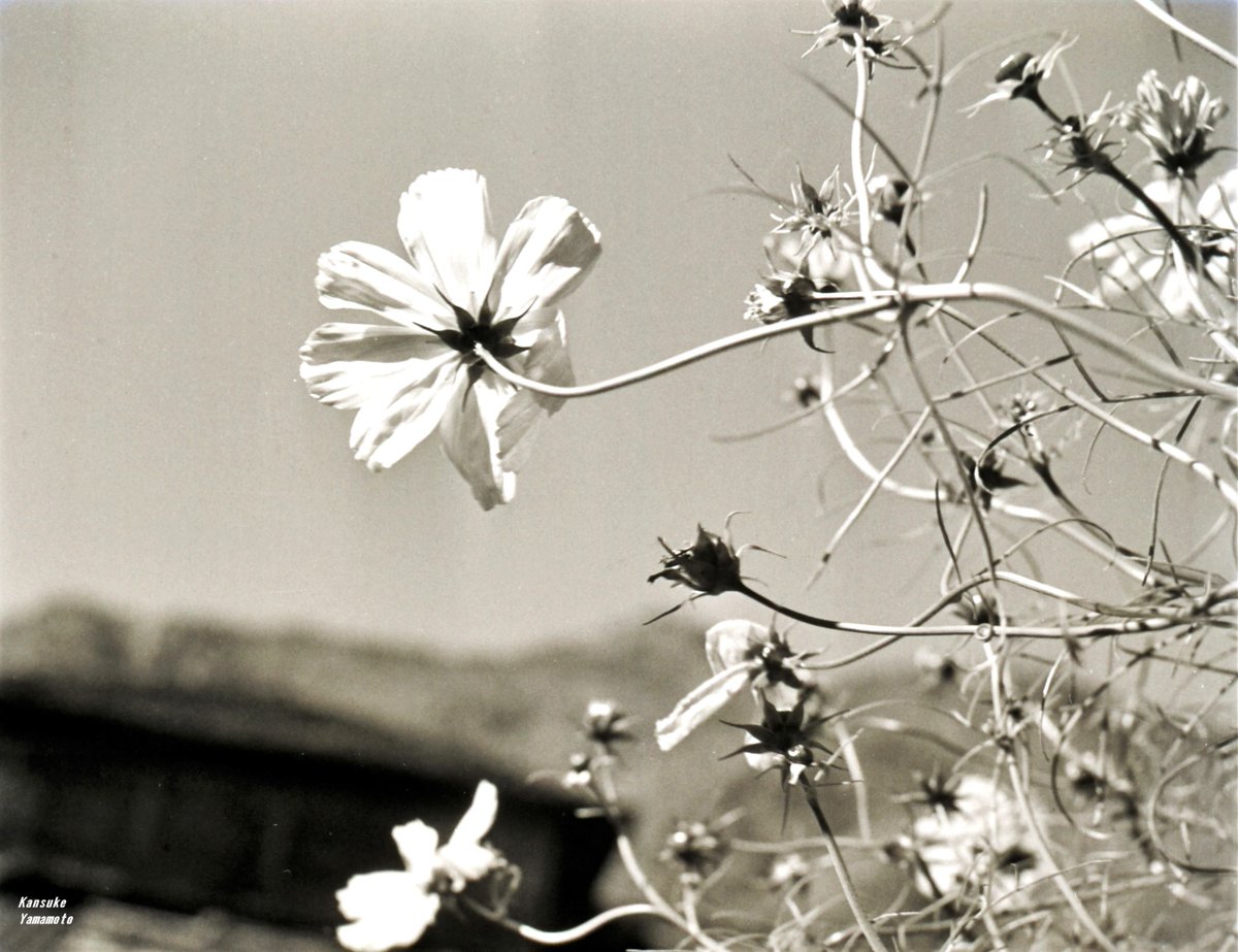 Kansuke Yamamoto・山本悍右 (@Surrealism_KY) / Posts / X