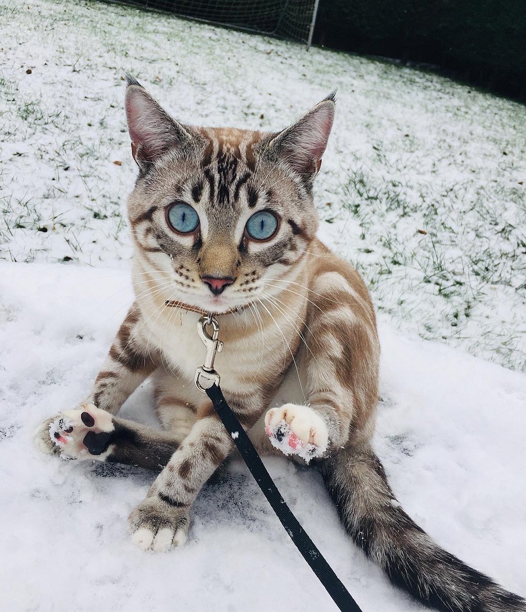 <a href="/maanlrt/">man</a> Il te dit merci 🐱