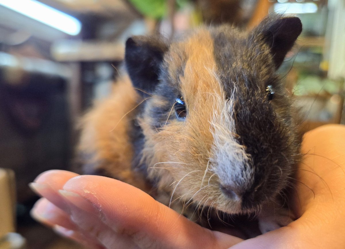 爬虫類専門店【𝙳𝙸𝚉𝚉𝚈 𝙿𝙾𝙸𝙽𝚃】東京第002225 on X