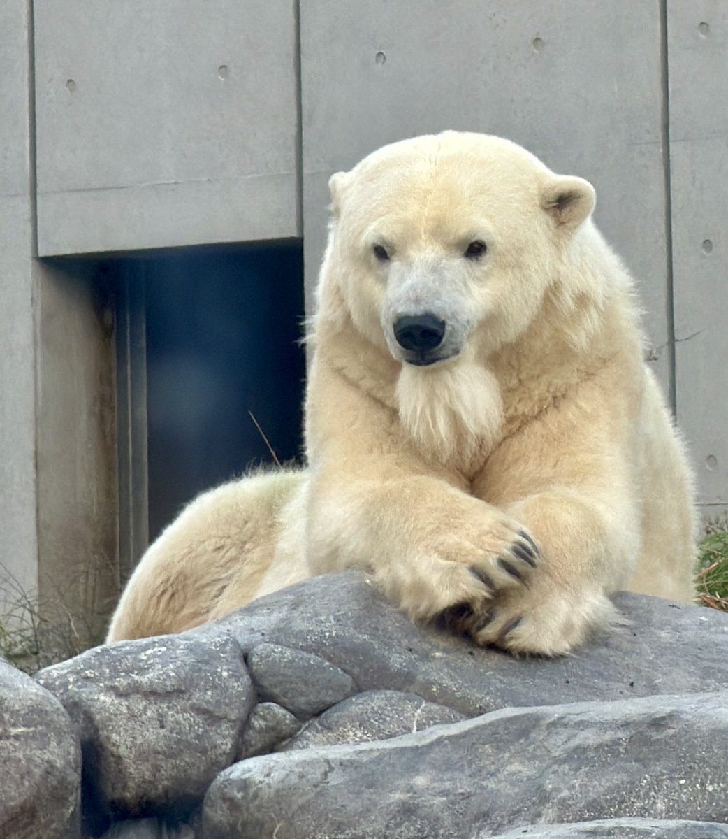 修行は厳しいぞ
お主に耐えられるかのぅ

#リラ　#ホッキョクグマ　#円山動物園　#polarbear
