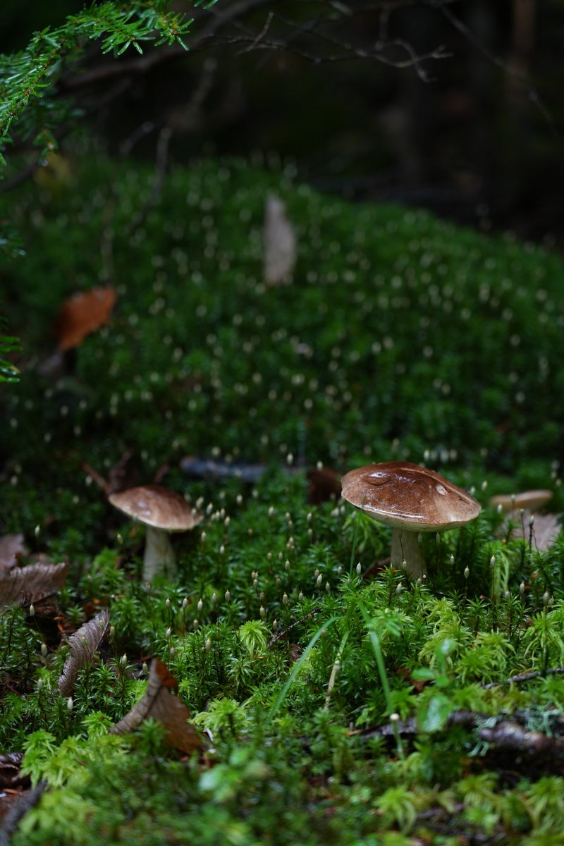 しばらくXから遠ざかっていた、、
白駒の池にいって、友達と食べられるキノコと食べられないキノコについてずっと話していたときの写真