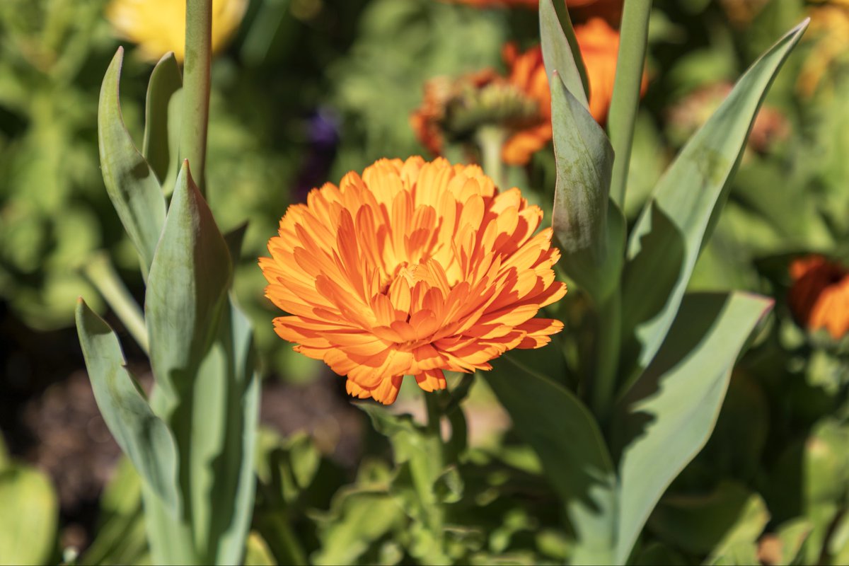 Agar Hawk tweet media