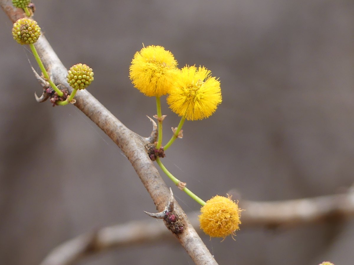 PhotosForTrees's tweet image. #Kajiado