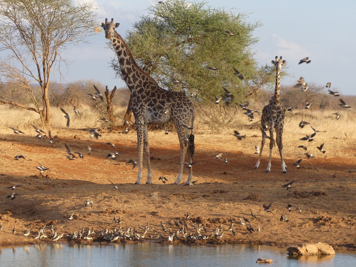 PhotosForTrees's tweet image. #Kajiado