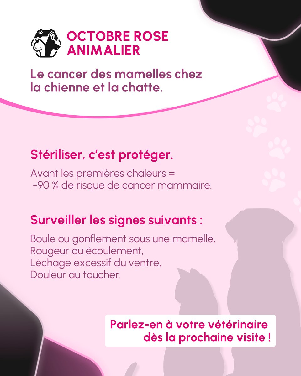 🎗️#OctobreRose c’est aussi pour nos compagnons à quatre pattes 🐾Le cancer mammaire touche aussi les chiennes et les chattes. 💚La stérilisation précoce réduit le risque de 90 %. 👀 Surveille toute boule ou écoulement suspect, et consulte ton vétérinaire ! #OctobreRoseAnimalier