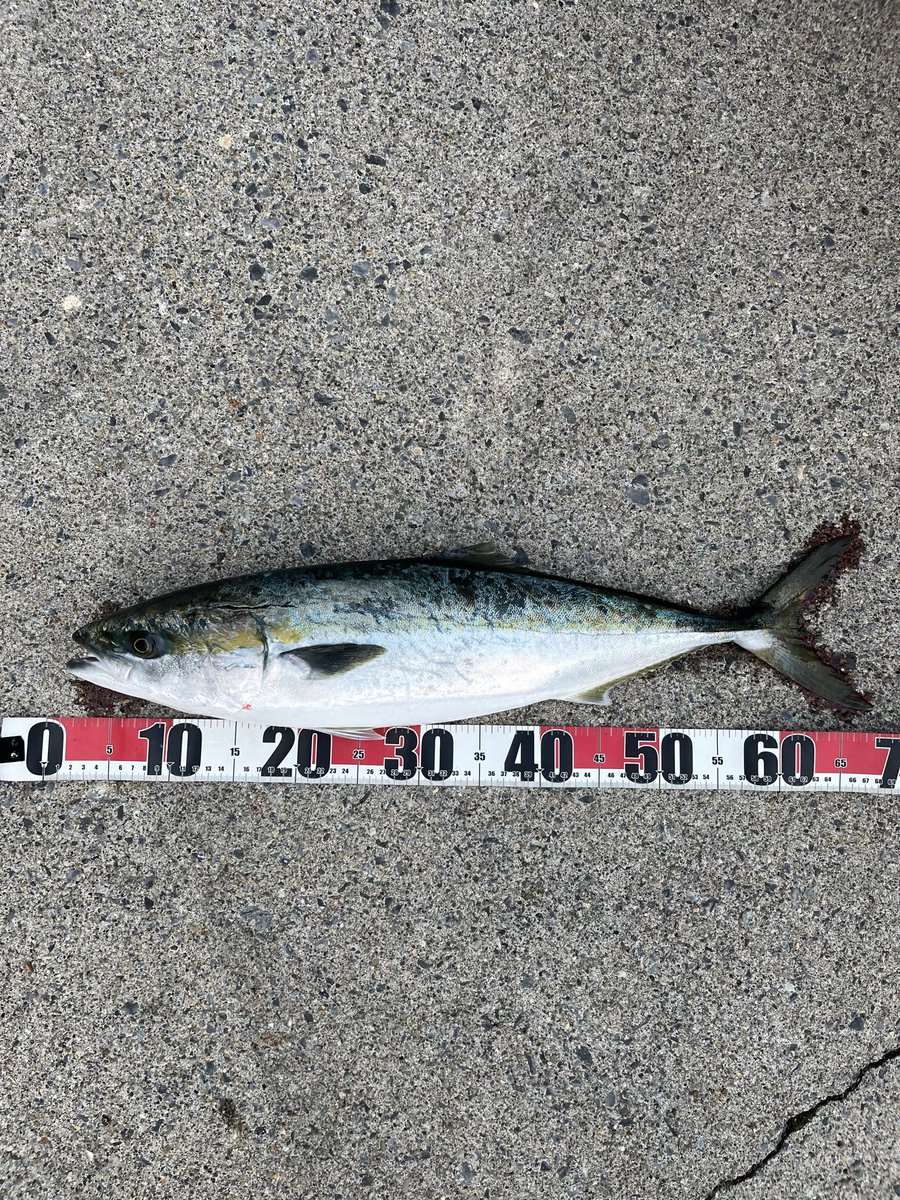 NorthernBrillin's tweet photo. 今回は厳しい戦いでした💦
何度もチェイスはあるものの…喰いつかない🐟
難しいなぁ🤨
色々試すものの…
すると突然キタ‼️
なにか攻略法はあるのかな？？

ぜひYouTubeもご覧ください🎥
https://t.co/CDfoteKIHn

#fishing #青物 #ショアジギング #釣り https://t.co/DLM523m4O4