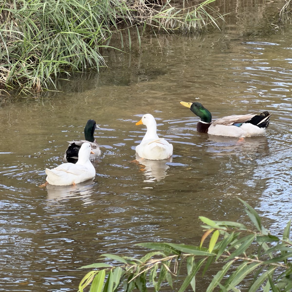 Cheongoose's tweet image. 제가 찍은 귀여운 오리 보세요!