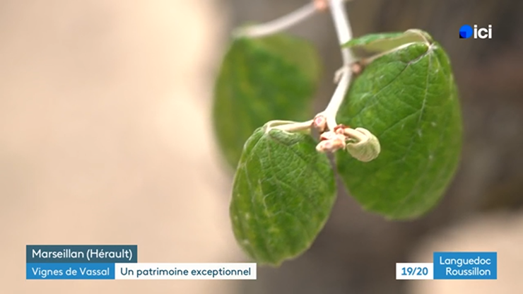 INRAE Occitanie-Montpellier tweet media