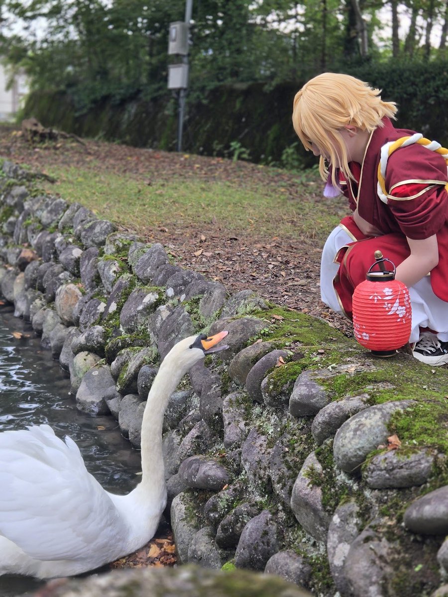 白鳥🦢に衣装を食われかける私