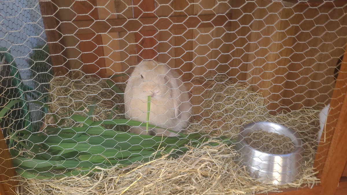 lycordiata's tweet photo. coelhos e tartarugas #irados e #radicais https://t.co/2yPnUds1Wo