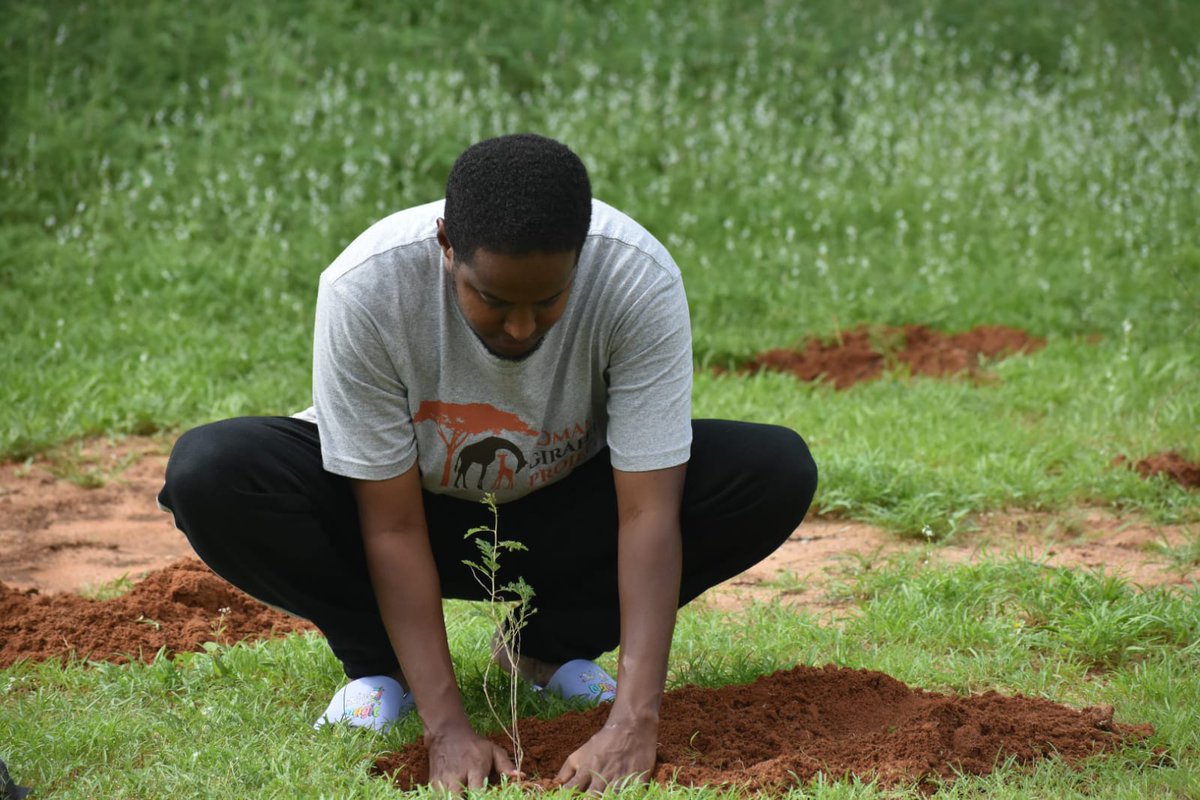 Somali Giraffe Project tweet media