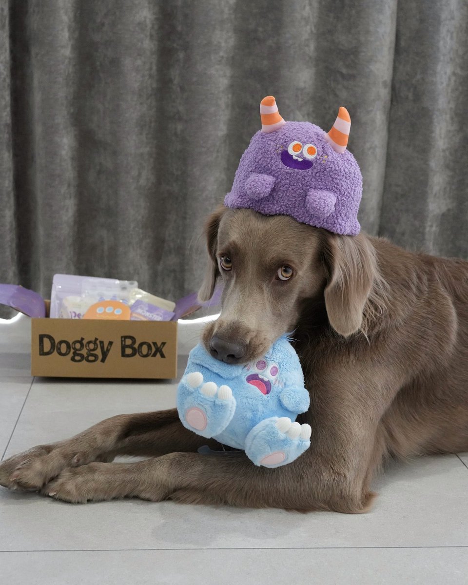 Doggy Box(ドギーボックス) (@doggybox_jp) / Posts / X