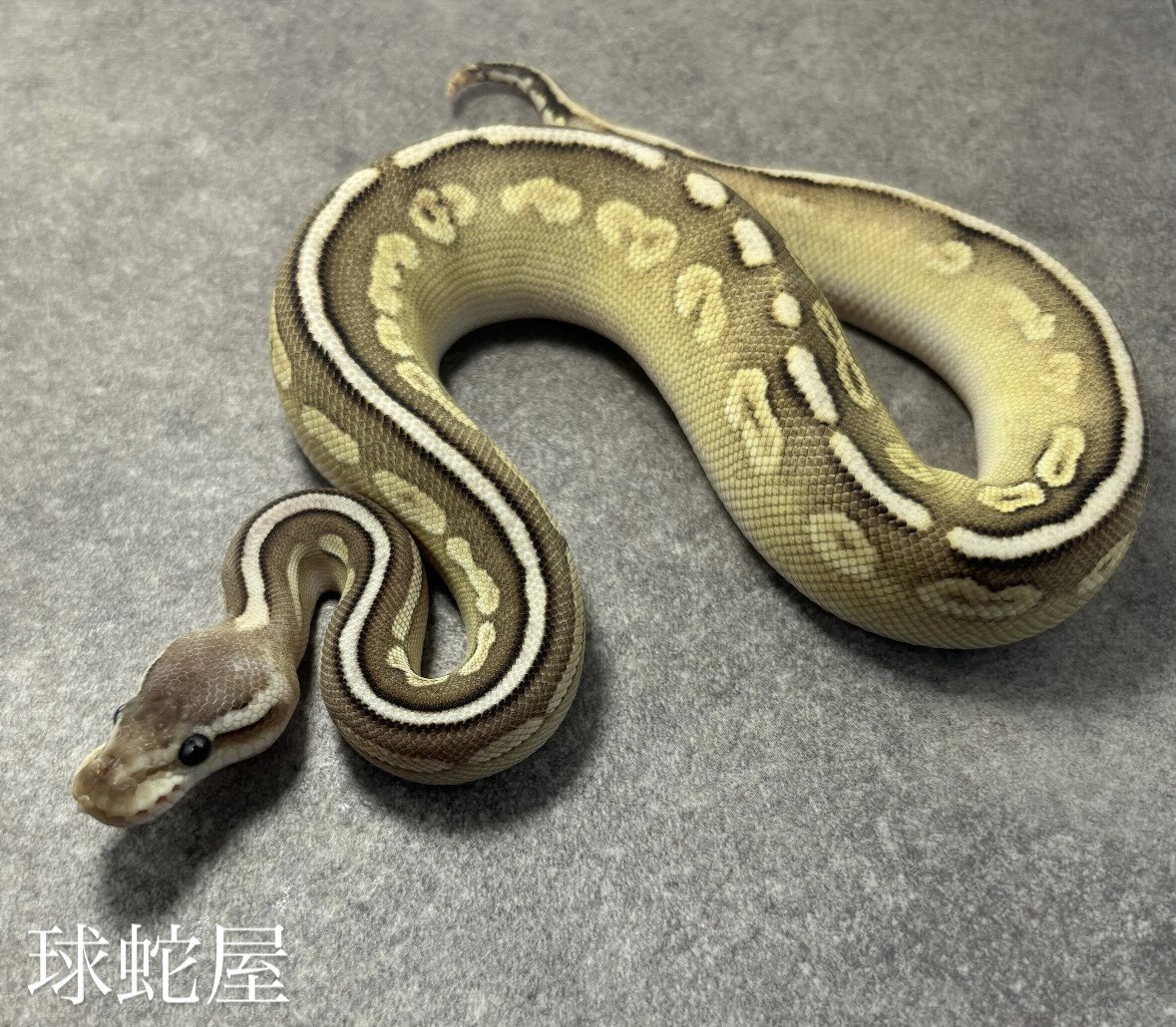 tamahebi_bp's tweet image. 【販売個体】
Pewter Mojave het Clown ♀
2025JPCB
¥38,000

#ボールパイソン
#ballpython
#爬虫類
#球蛇屋