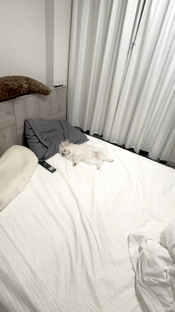 仕事終えて犬探したらこれ