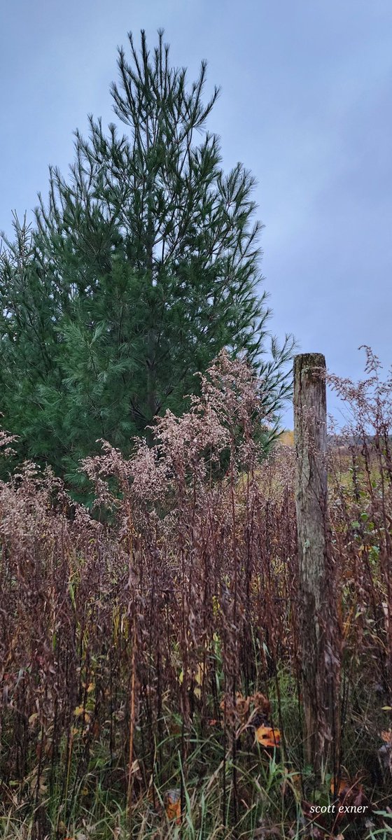 Central Wisconsin fence post