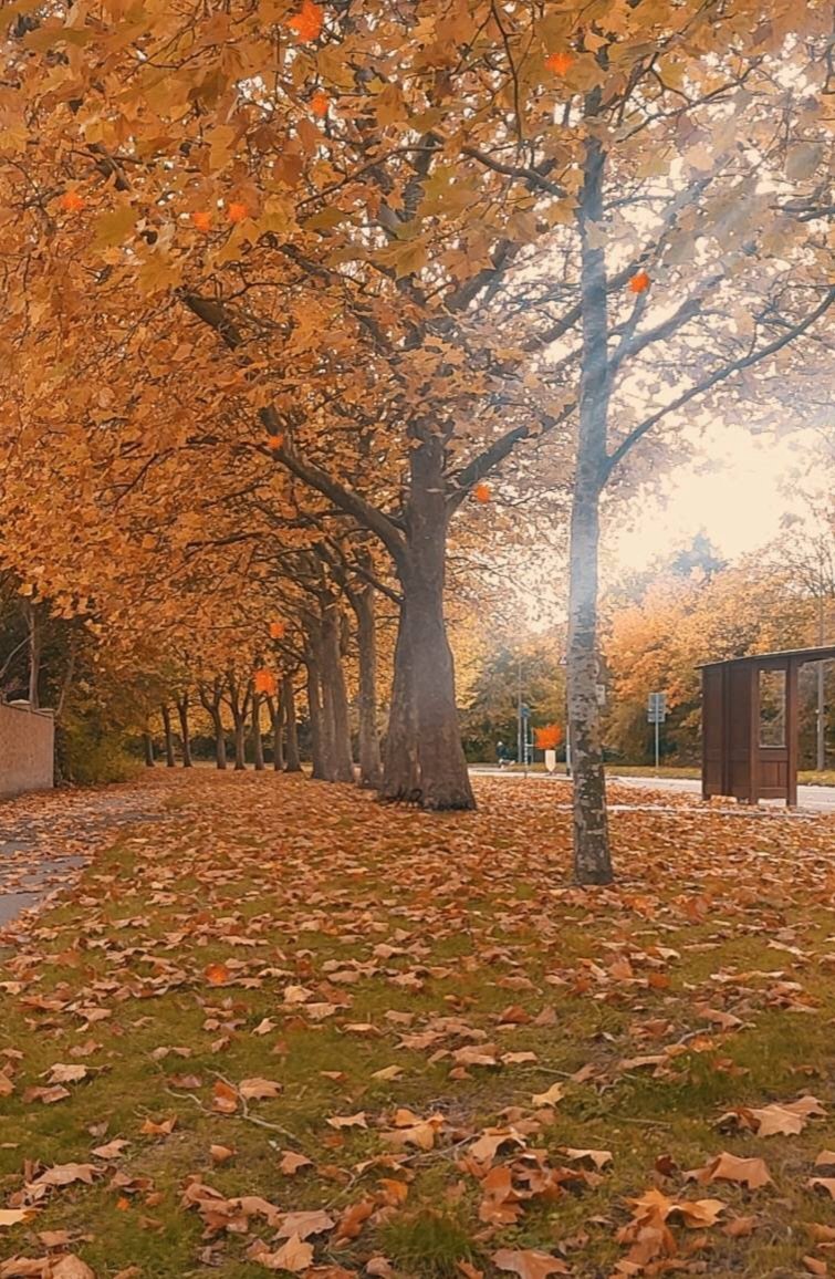rainboom823's tweet photo. Lil'Hannah enjoying the Autumn atmosphere 🍂🧡 https://t.co/cnrhmX6MNT