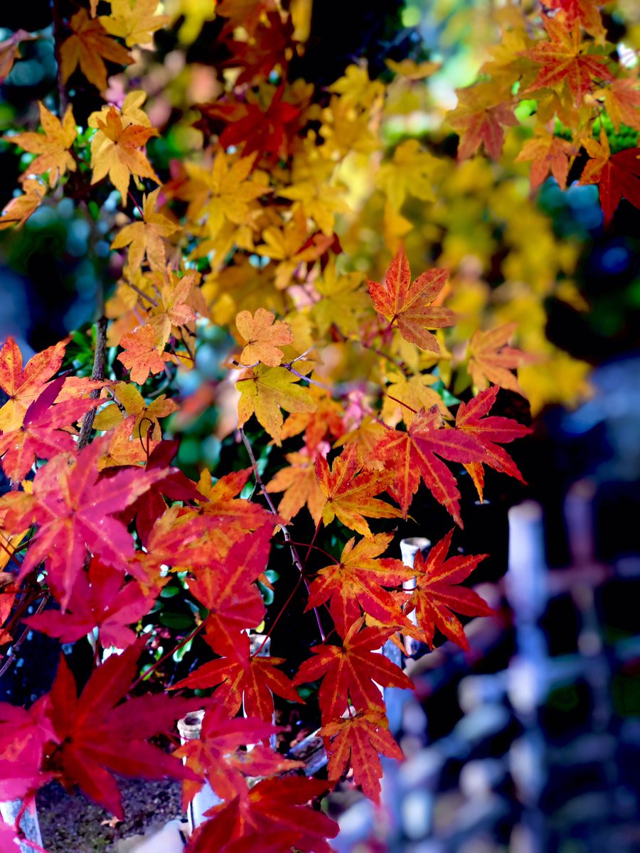 どうぞ（＾∇＾） 23522855 Coolant Level Sensor For Peterbilt 348 365 579