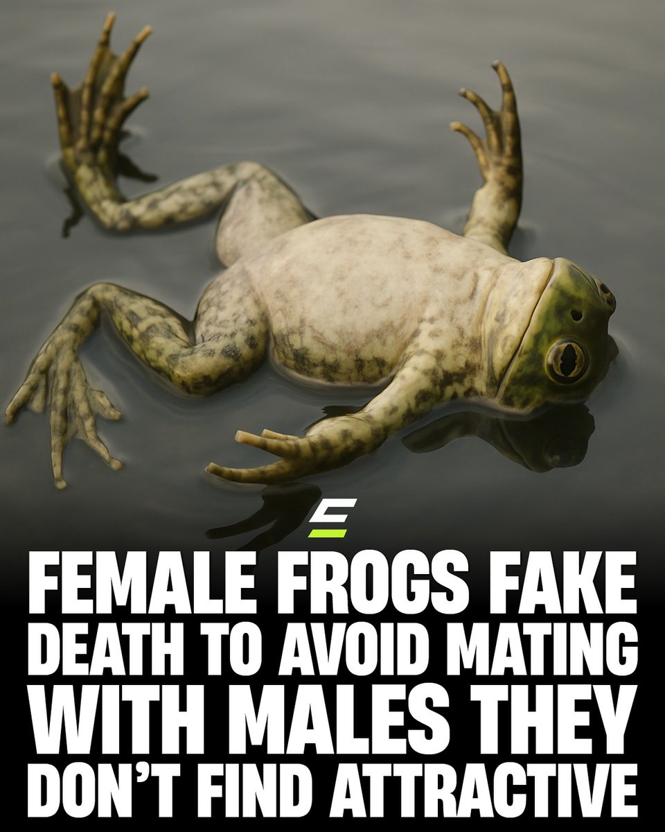 SPNEurope's tweet image. via #explaining on IG - Follow me for more inspiring dating tips! #dating #mating #frogs #humor #funtime ❤️