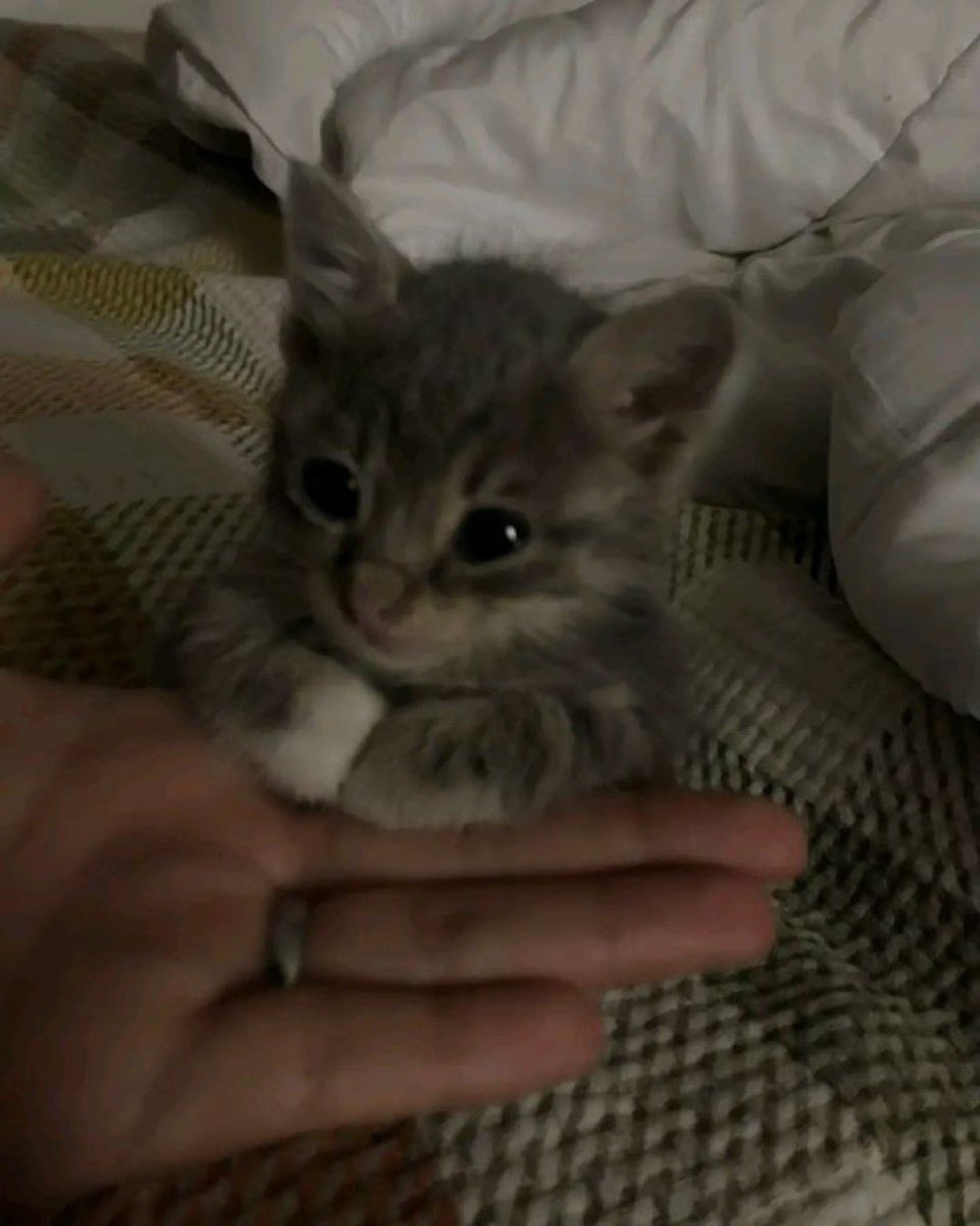 comfortcafex's tweet image. ︎You have 24 hours to say hi to Kitty