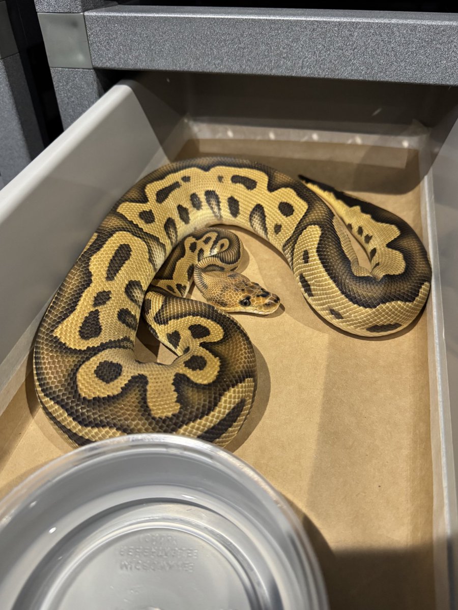SideB_HINA's tweet image. 1.0 Leopard Cypress Clown het DG

#ボールパイソン #ballpython #爬虫類