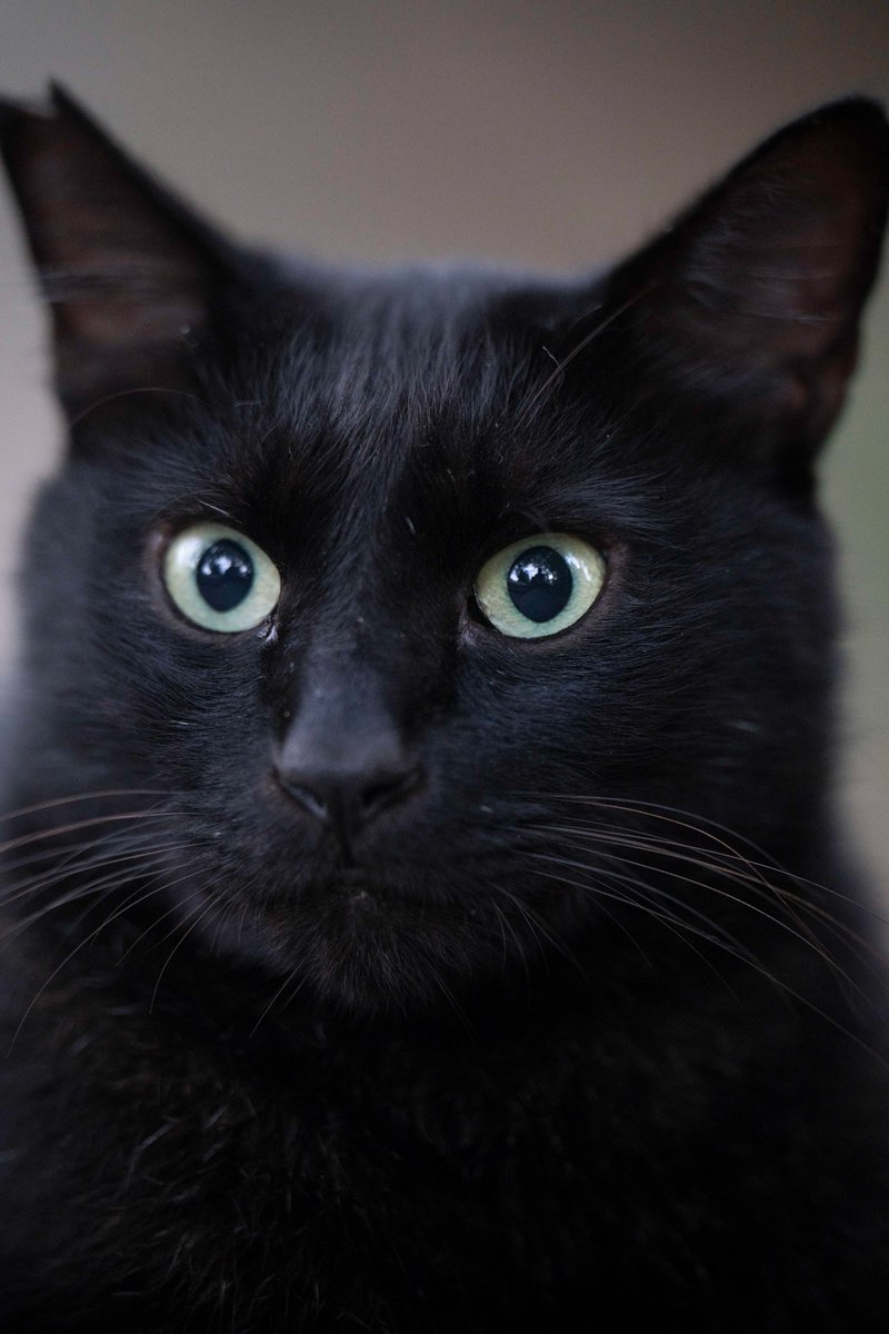 【misen2014さま】vintage ❀ グリーンの瞳 小さな くろ猫ちゃん vintage animal ୨୧ * グリーンの瞳の 黒猫ちゃん