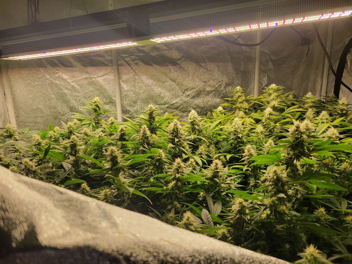 When you think to yourself, let's make a flower video and only use PK booster the entire flower cycle. Then realize, you should prolly never air the video because of the amazing result you're having and the potential damage the info could do lol...this is day 5 of week 4 flower