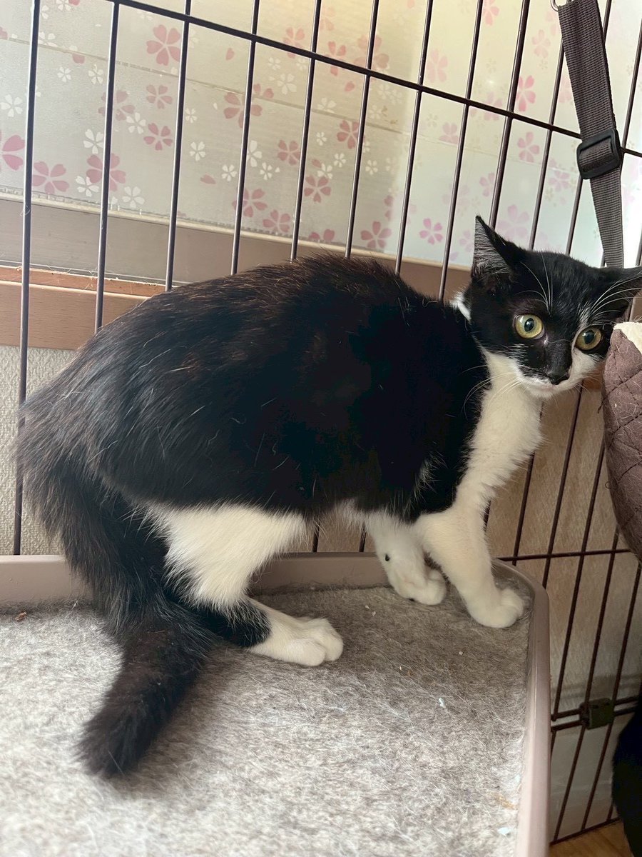 花ねこ千葉 公式アカウント on X
