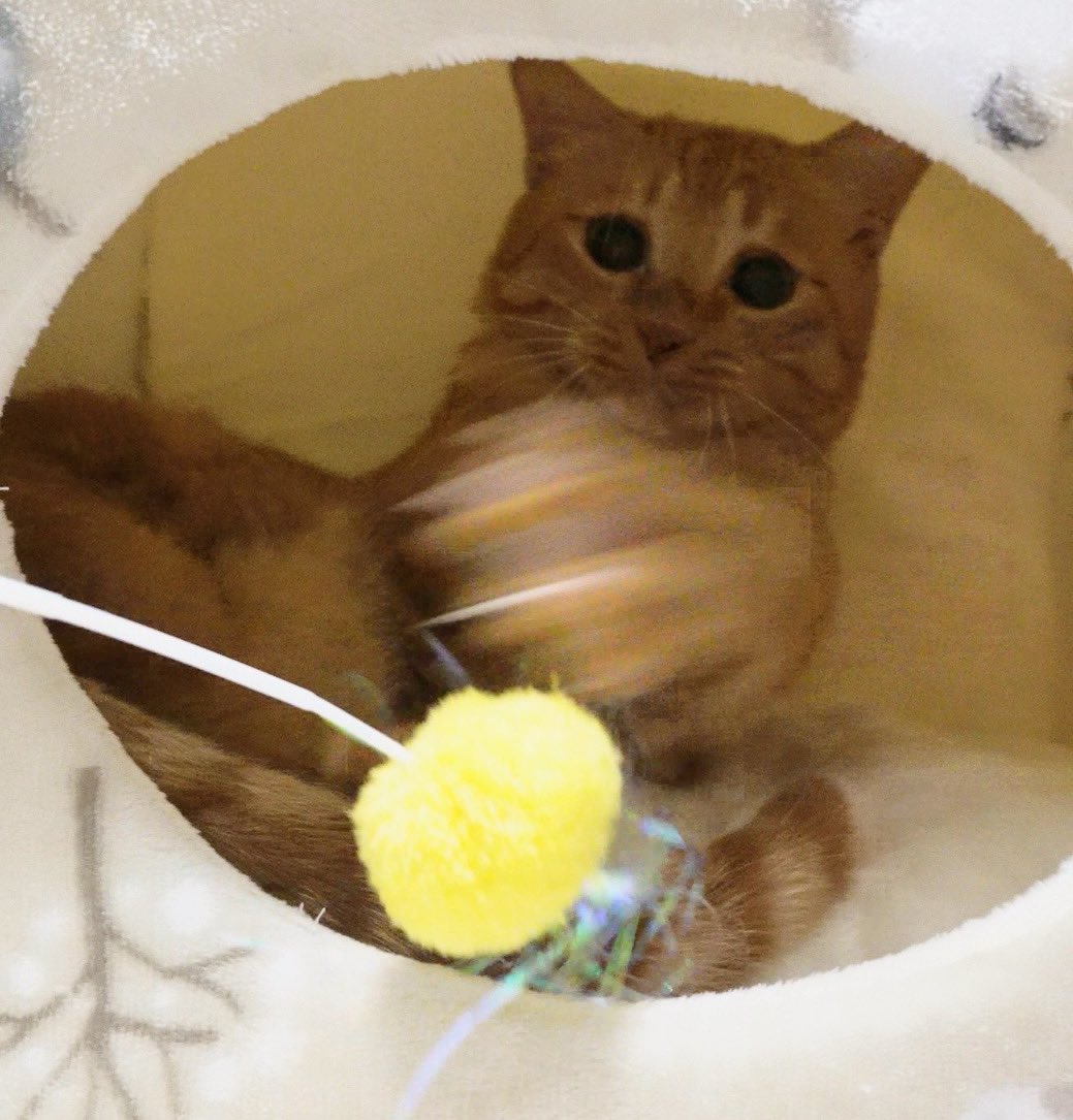 にゃんちゅー (@Nyanchu_1011) / Posts / X