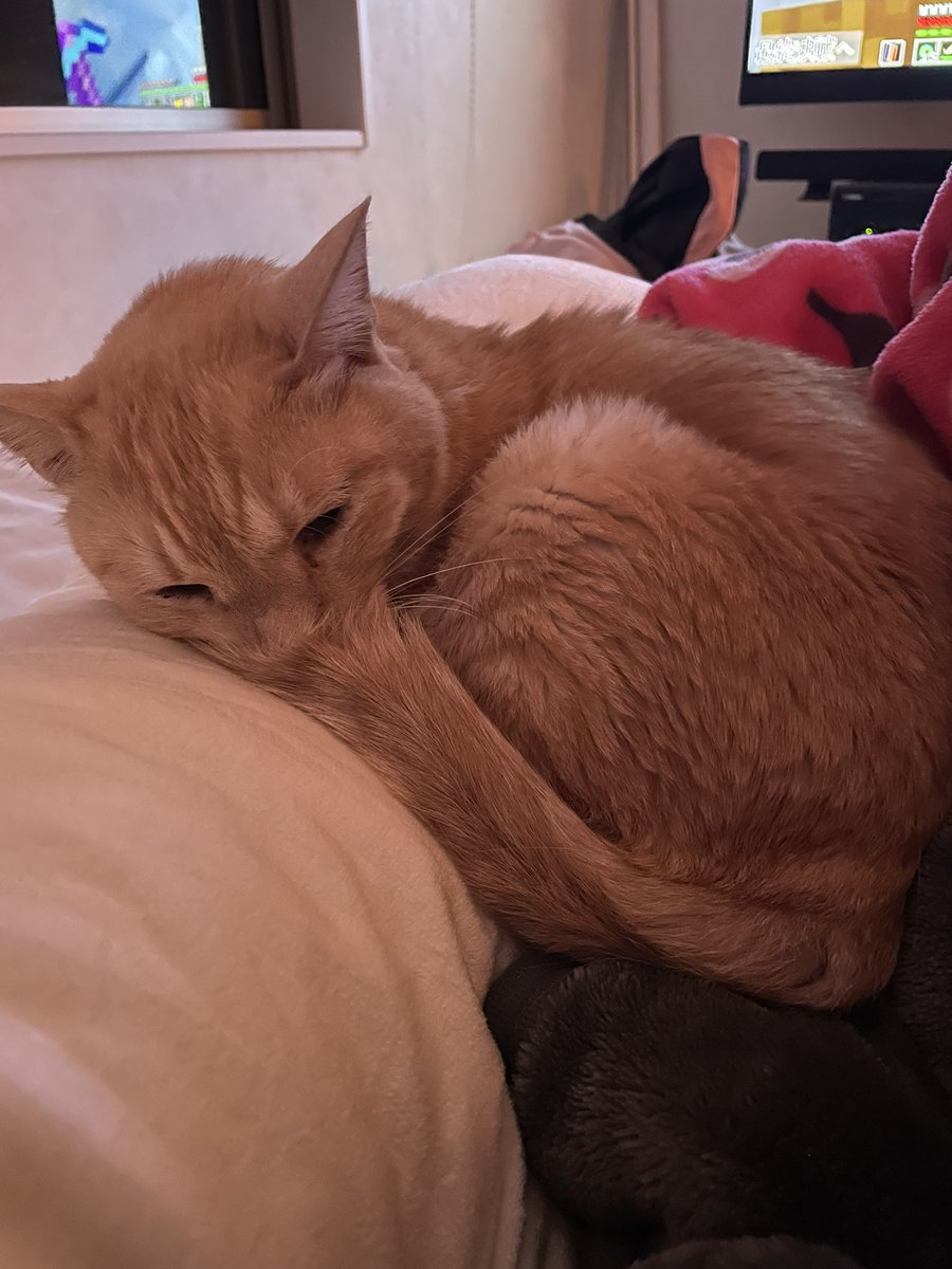 うちの猫、寝るときは飼い主にベッタリタイプ（かわいい）