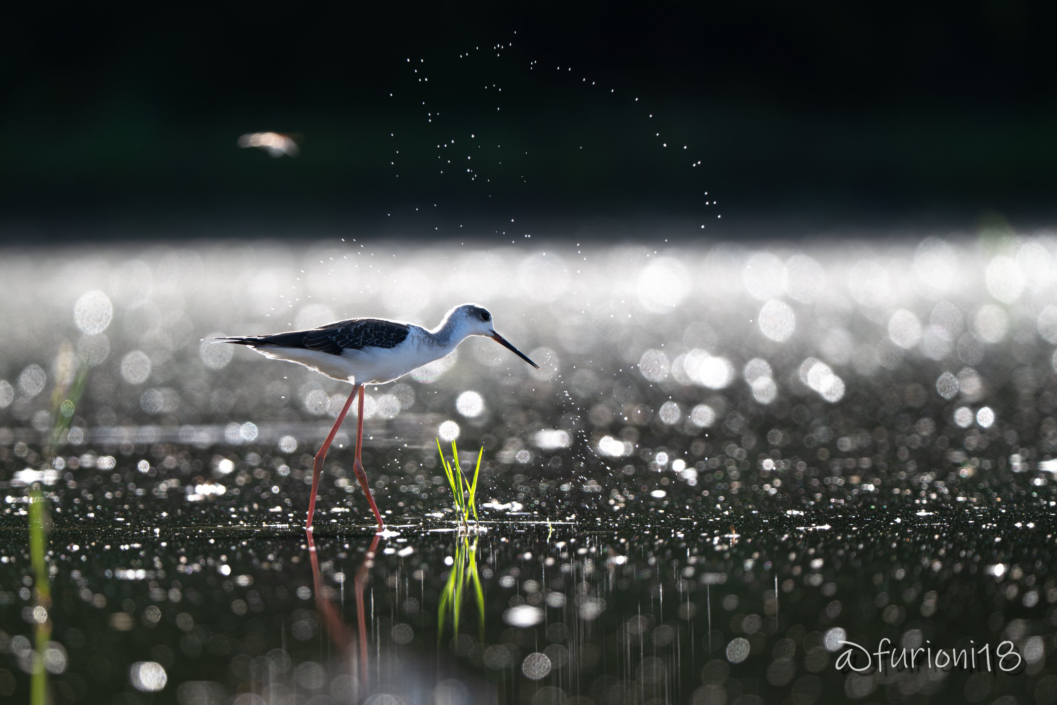 「ちしたににしたち」ページ ニートくノ一となぜか同棲はじめました | 番組 | AT-X