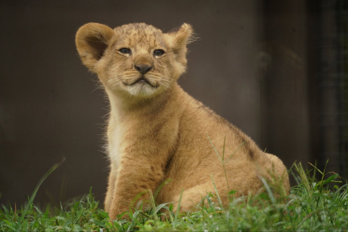 エヴィス「山ちゃんライオンヂーンズWITHカモメ」Lot 0013(38×34)