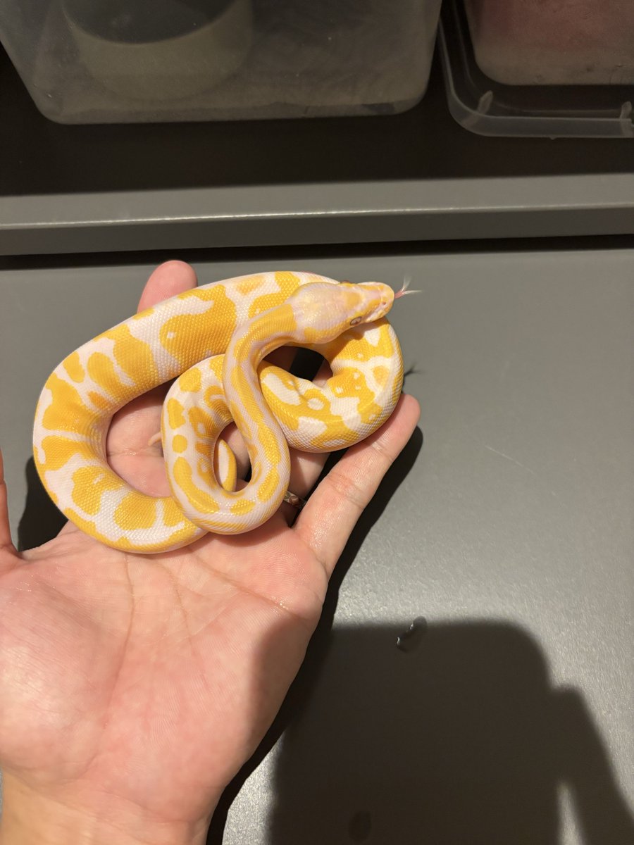 na___Python's tweet image. 脱皮無事完!