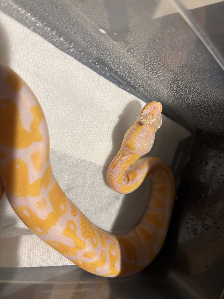 na___Python's tweet image. 脱皮無事完!