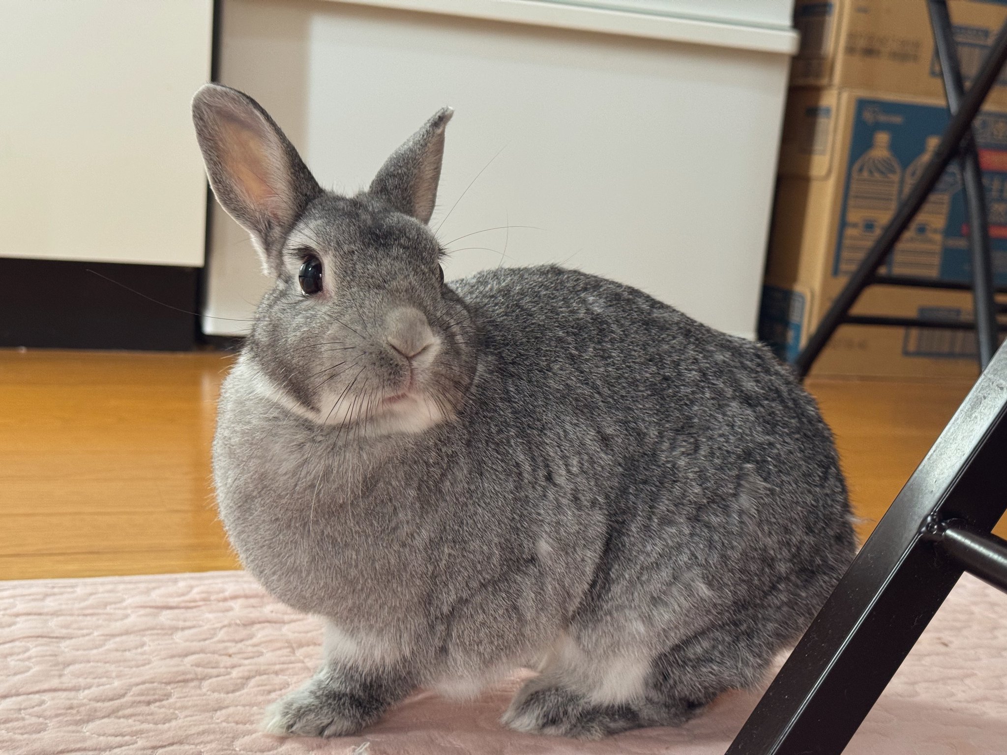うさちゃん⭐︎さん　専用 💚うさわた販売中うさちゃん💚 ネザーの男の子 問い合わせNo