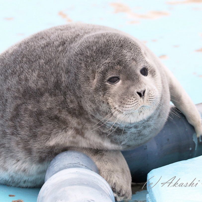 Sandrone tweet media