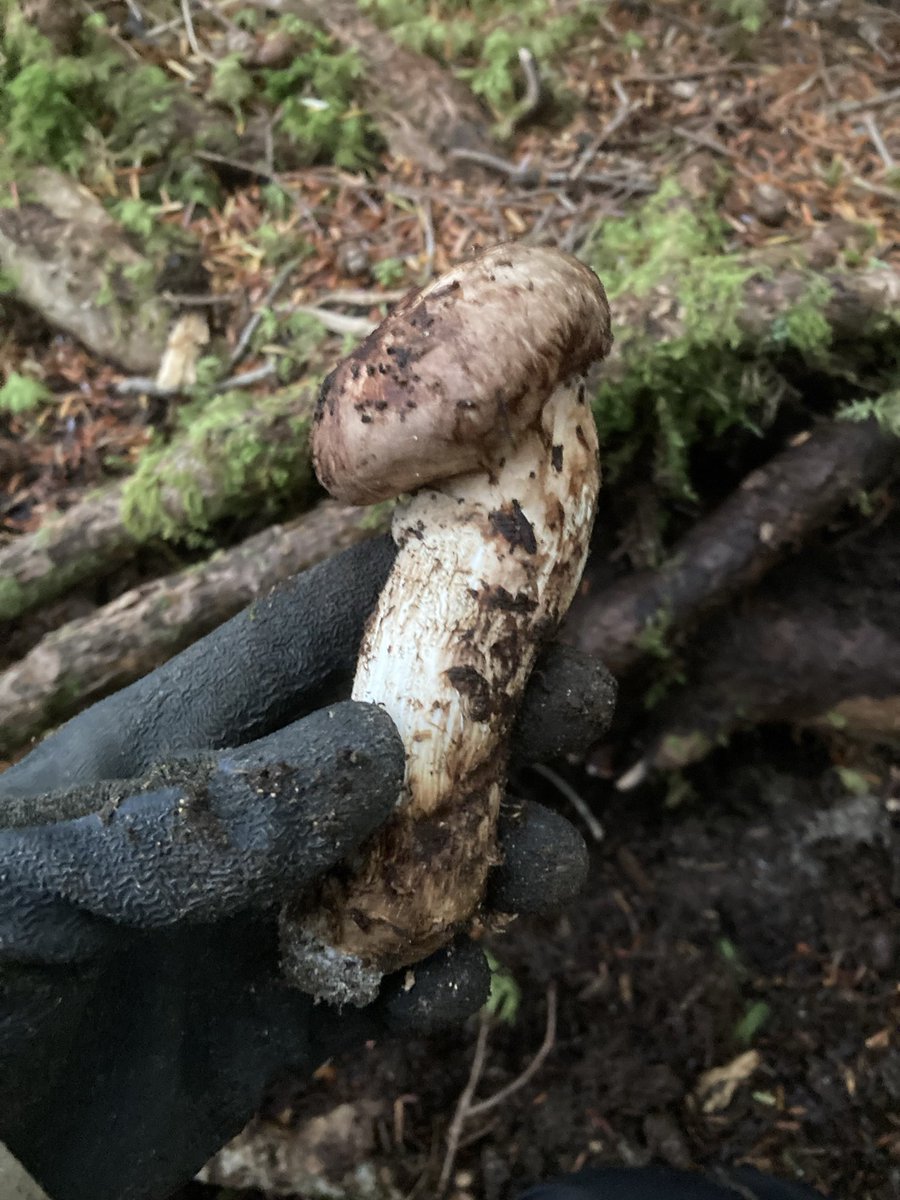 hinomoto701's tweet image. To find mushrooms,
Again I climb Mt. Fuji—
Hope in the mist.

松茸を　探しに今日も　富士に行く🗻🍄

#mtfuji #matsutake #mushroomhunting #hinomoto701 #senryu #富士山 #松茸 #キノコ狩り #ヒノモト #川柳